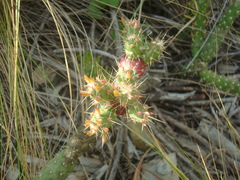 Austrocylindropuntia shaferi