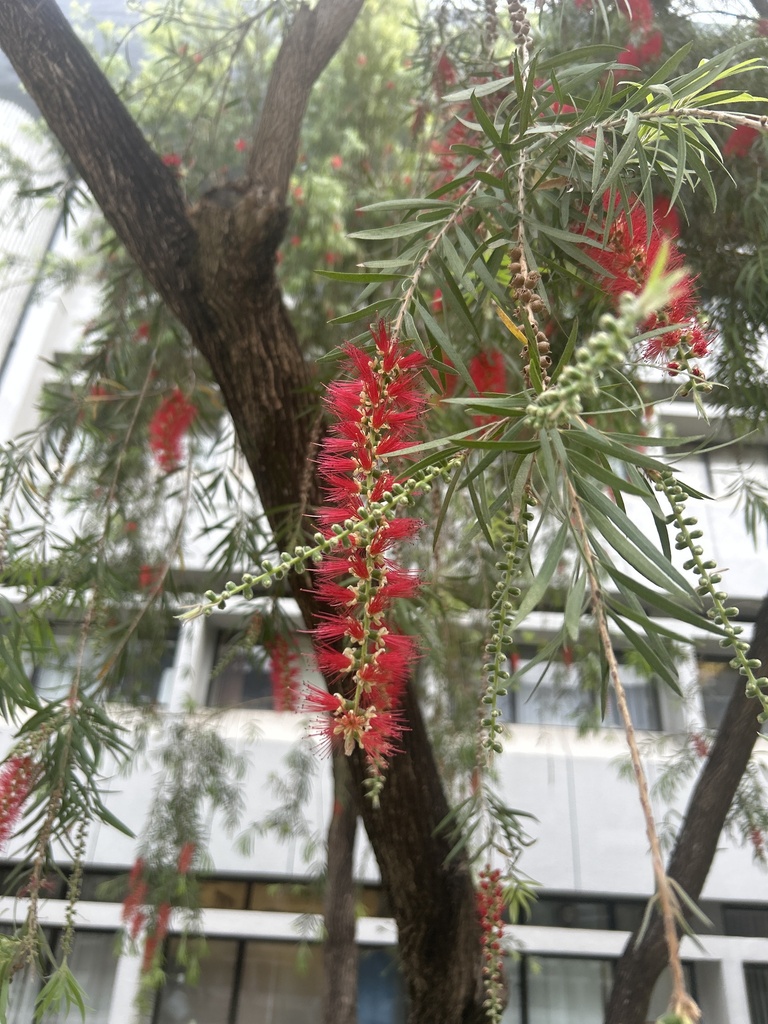 weeping bottlebrush from The Chinese University of Hong Kong, Ma Liu