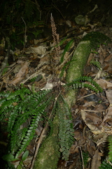 Blechnum membranaceum