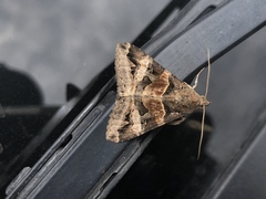Melipotis trujillensis