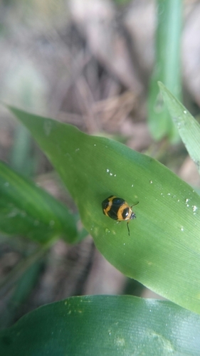 Tropidorhinella onorei