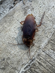 Periplaneta americana image