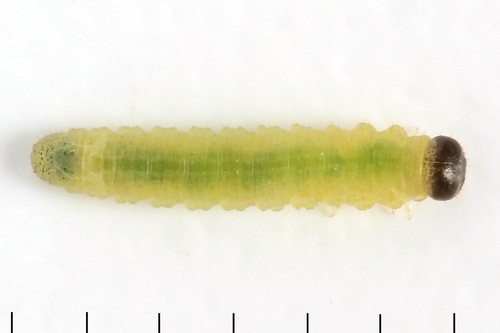 Willow Redgall Sawfly