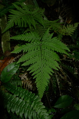 Parapolystichum microsorum pentangulare