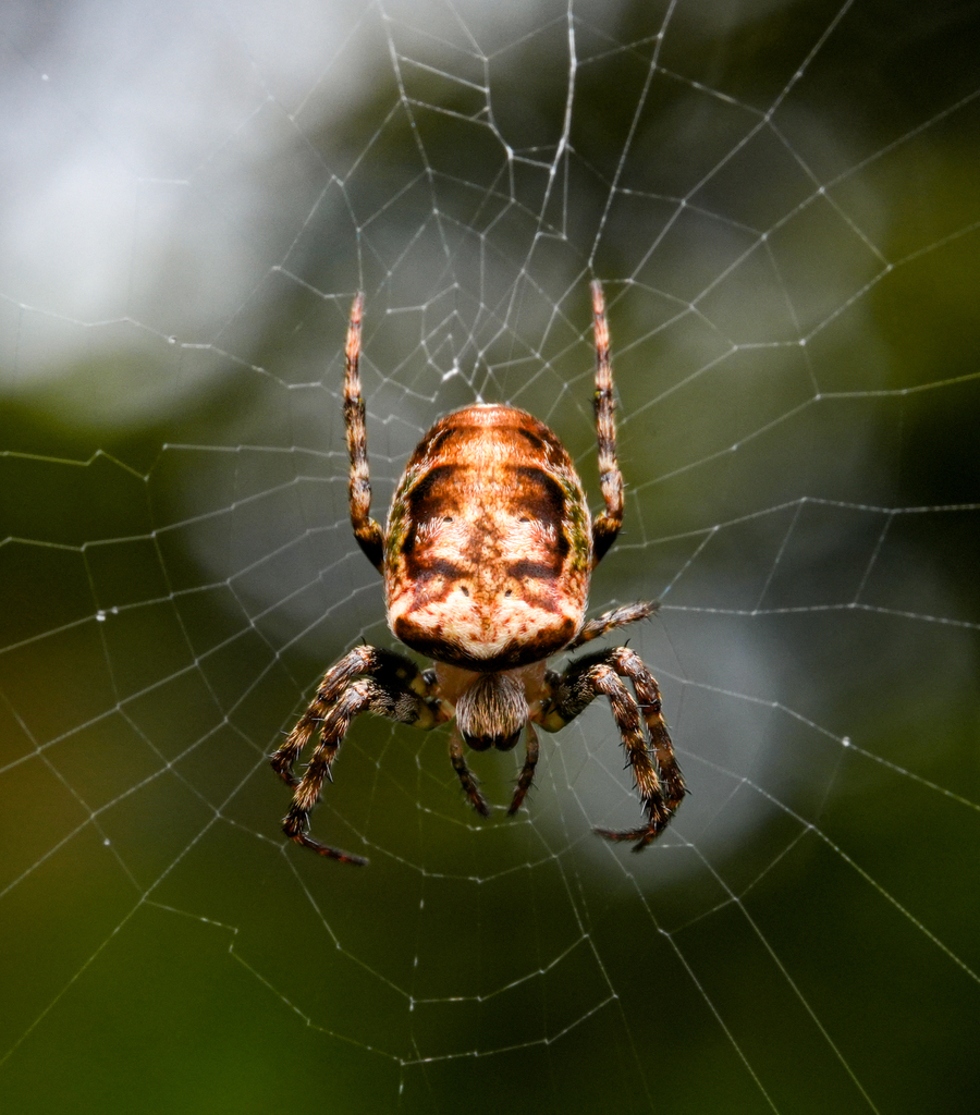 Plebs oculosus