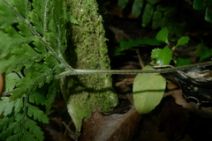 Parapolystichum microsorum pentangulare