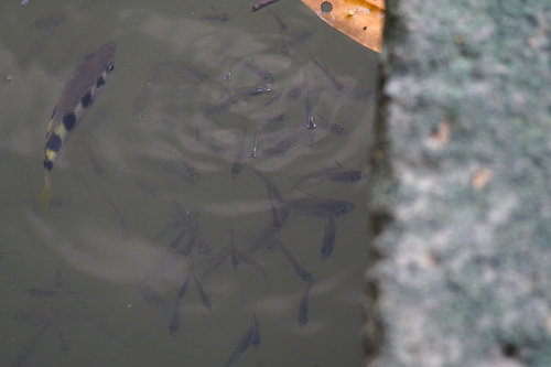 Vachell's glassfish (Ambassis vachellii) — Ambassidae