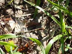 Arigomphus