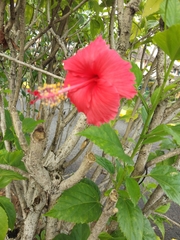Hibiscus