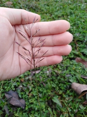 Muhlenbergia microsperma