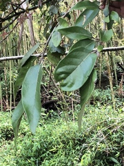 Ficus pumila awkeotsang