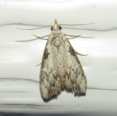 Nola pleurochorda