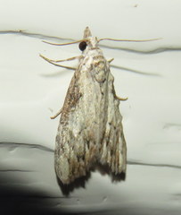 Nola pleurochorda