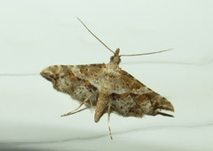 Palaeodes samealis