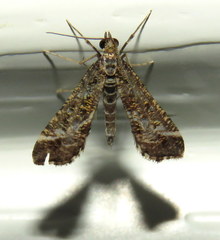 Diasemiopsis ramburialis