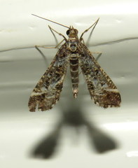 Diasemiopsis ramburialis