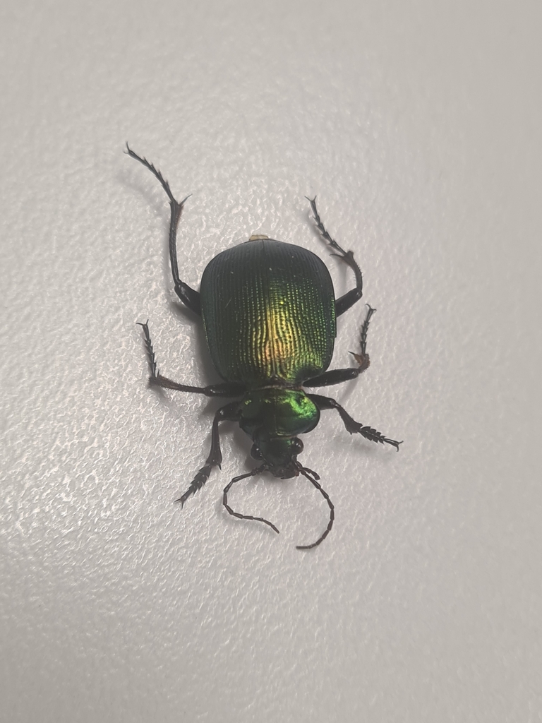 Green Carab Beetle from Geraldton WA 6530, Australia on March 26, 2024 ...