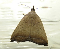 Simplicia armatalis