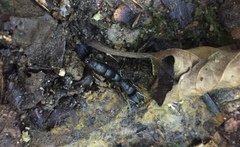 Pachycondyla crassinoda