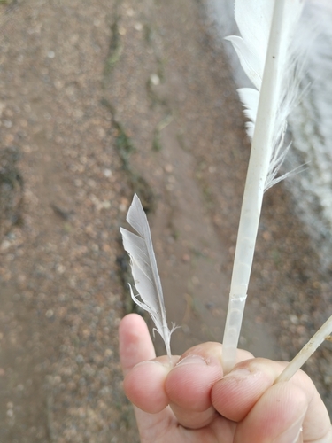 Plume de Sterne naine