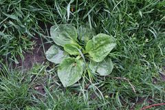 Plantago major
