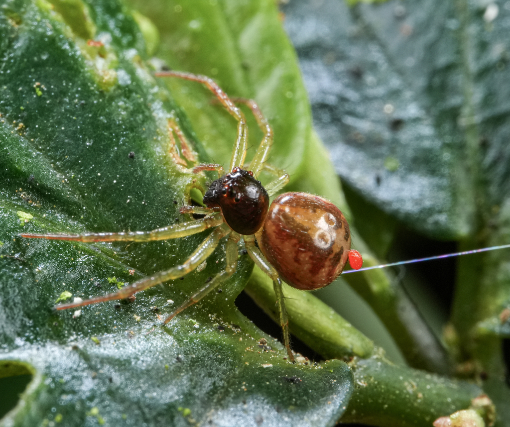 Lysiteles anchorus