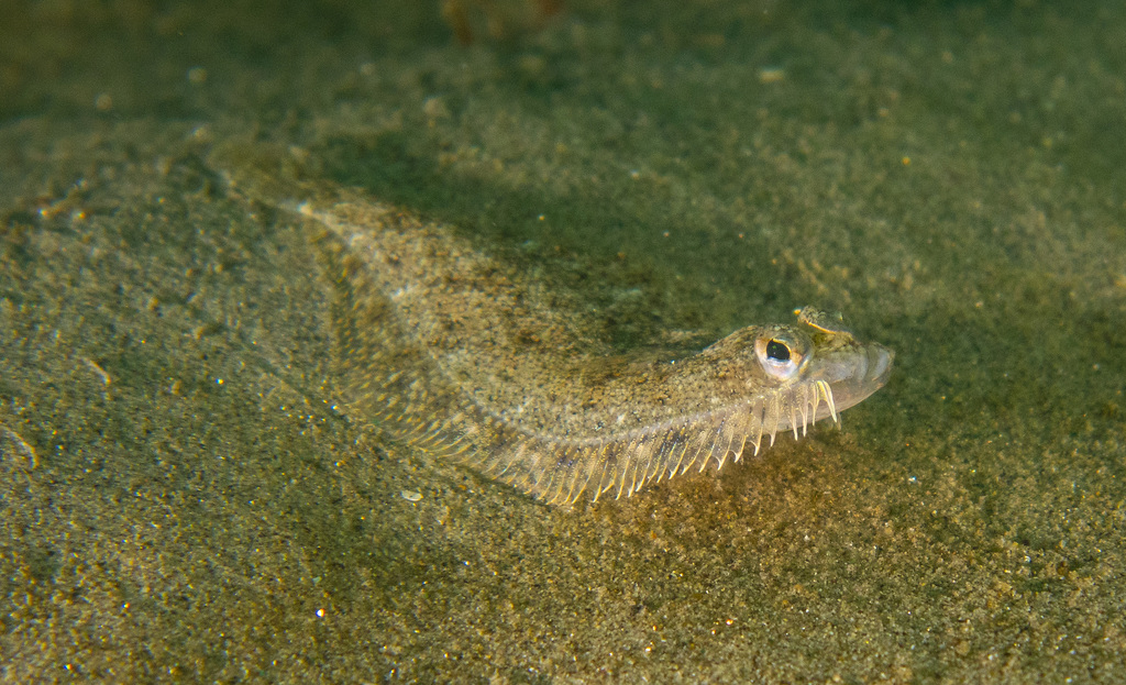 Speckled sanddab (Citharichthys stigmaeus) — Paralichthyidae