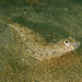 Citharichthys - Photo (c) uzun, some rights reserved (CC BY-NC), uploaded by uzun