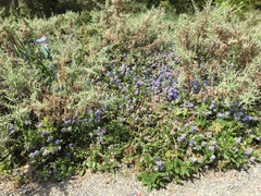 Ceanothus hearstiorum