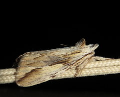 Ecnomodes sagittaria