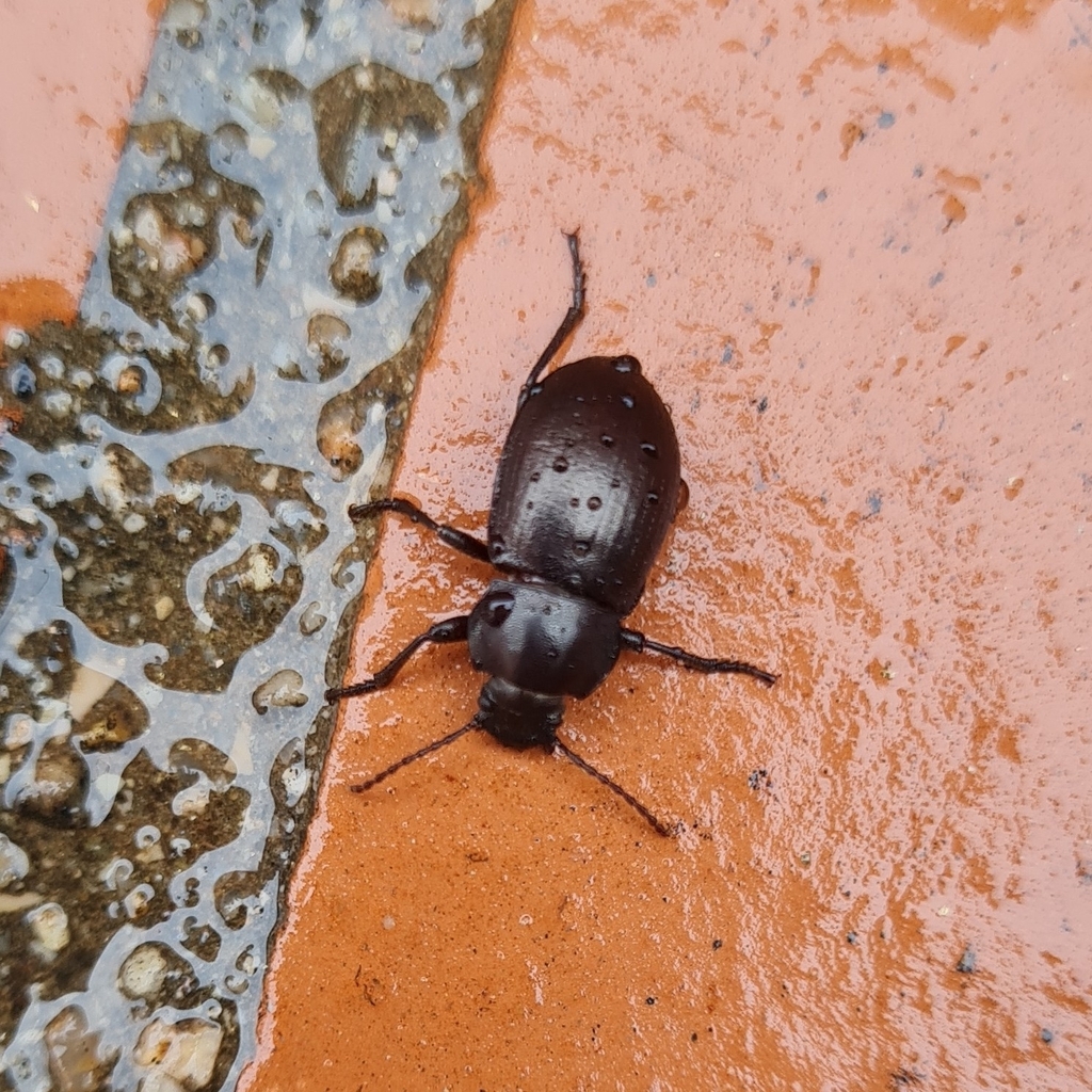 Nesotes nigroaeneus