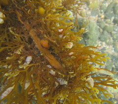 Carpophyllum plumosum