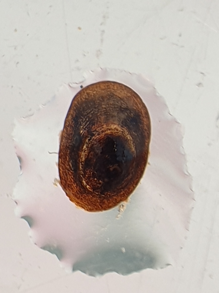 Pettancylus tasmanicus