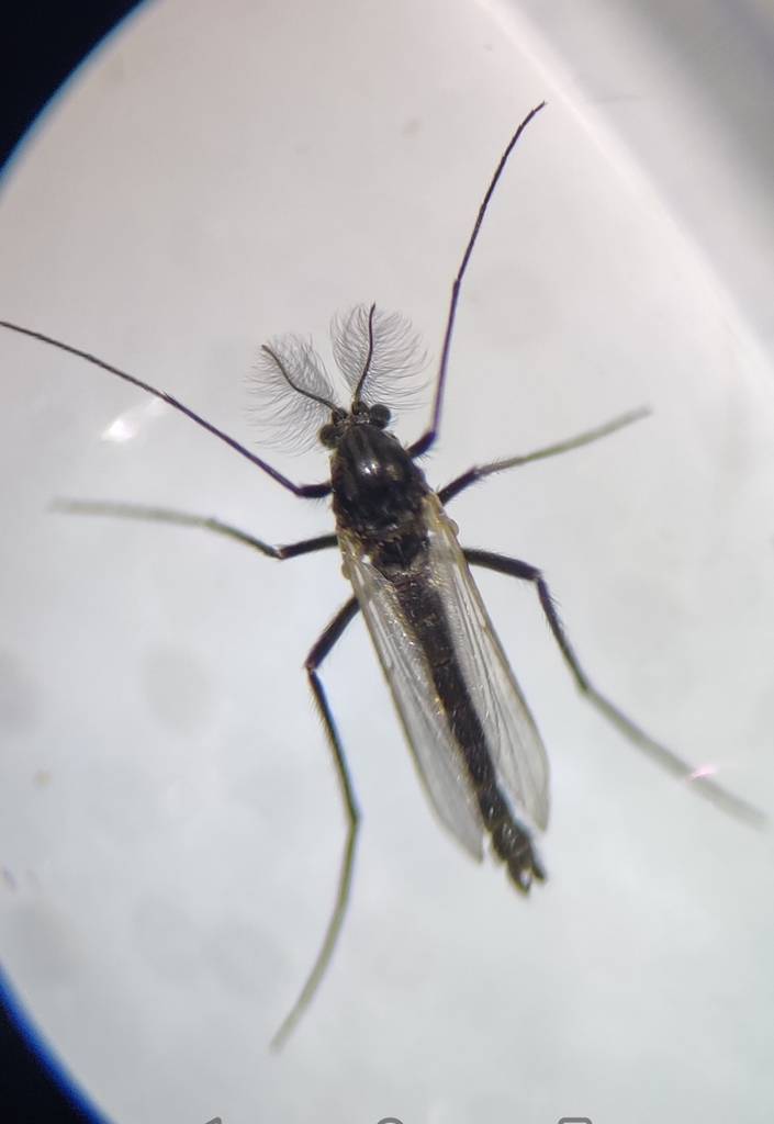 Metriocnemus Group