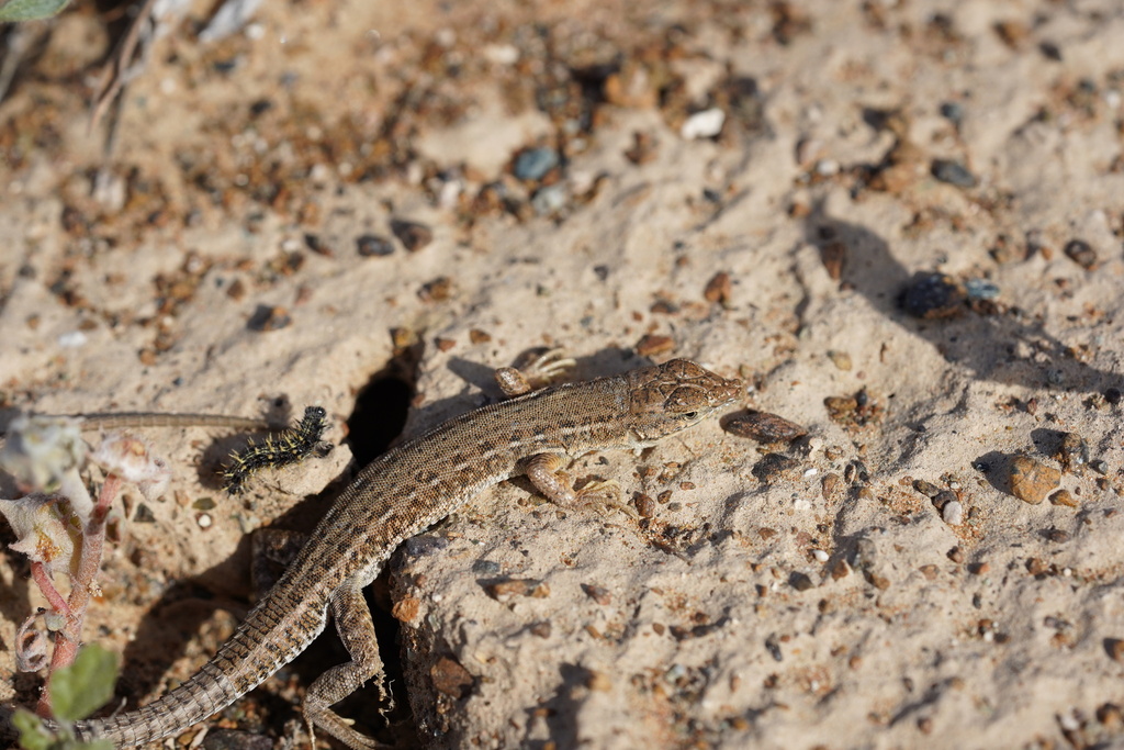 Hadramawt Sand Lizard from Al Bridi - Sharjah - United Arab Emirates on ...