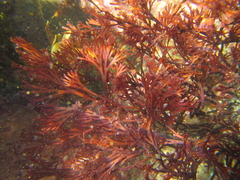 Melanthalia abscissa