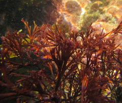 Melanthalia abscissa