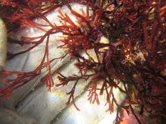 Melanthalia abscissa