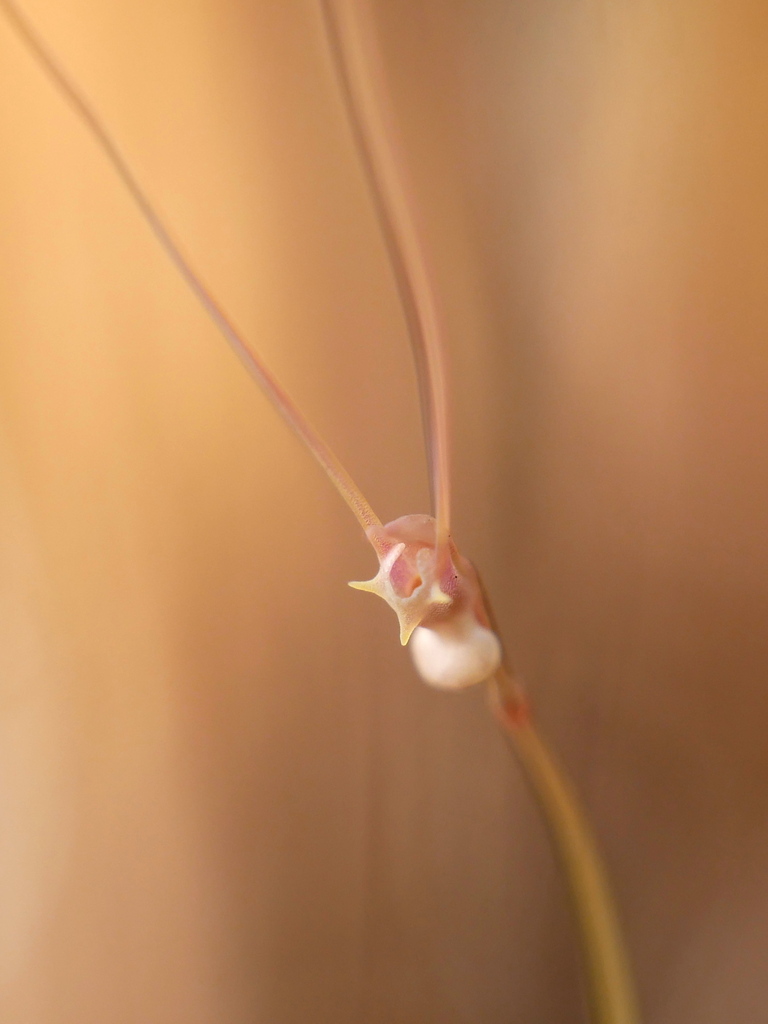 Utricularia antennifera P.Taylor 4