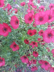 Linum grandiflorum