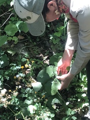 Packera coahuilensis