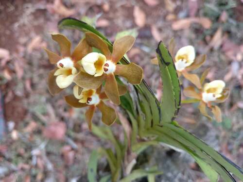 Sathishii Orchid