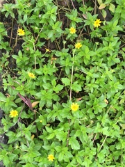 Sphagneticola trilobata