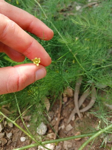 Asparagus palaestinus, photograph 3