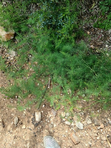 Asparagus palaestinus, photograph 4