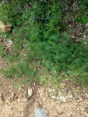 Asparagus palaestinus, photograph (c) yelena_antipova, some rights reserved (CC BY)