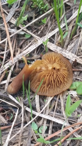 iNaturalist observation photo of Common Gilled Mushrooms and Allies