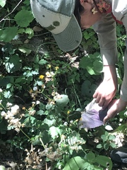 Packera coahuilensis