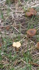 Cystoderma carcharias fallax