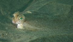 Xystreurys liolepis